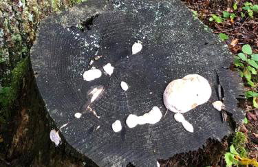 Rustikale Wanderhütte am Angelteich - Foto 15