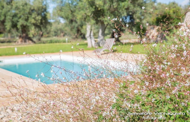 Azienda Agricola Spirdo - Foto 18