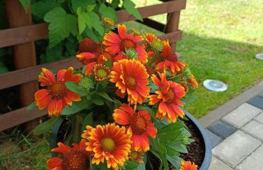 Domek pod Dębami Bogaczewo - Foto 5