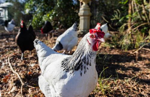 East Wing Apartment in Elgin - Foto 71