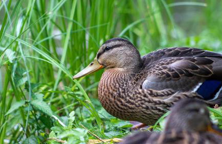 Przytulne Apartamenciki tuż przy Termach i Parku, nieopodal szlak na Turbacz, GPN, KGP - Foto 50