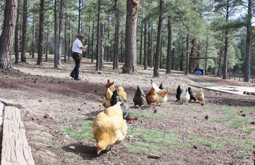 Grand Canyon 1bd Loft at Historic Wrigley Ranch-Suite with Horseback Riding, Hiking - Foto 15