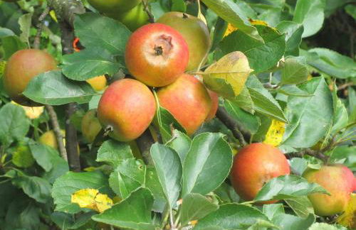 "Ferienhaus II - Hof Westensee" - Foto 21