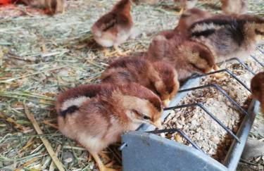 Haus Monika - Foto 11