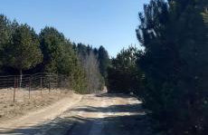 sosnowelowe - Foto 48