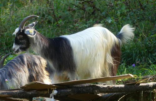 La maison des vacances - Foto 42