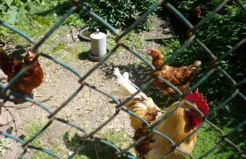 Ferienwohnungen Gorn - Foto 15