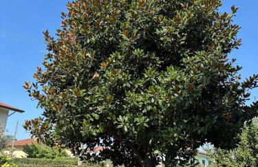 Casa Magnolia - Foto 33