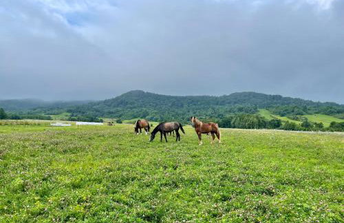 U Ewy pod Brzozami - Foto 33