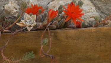 Autenticum Agriturismo Tolfa - Foto 2