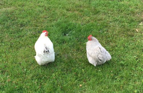 Ridgewood Apartment - Foto 24