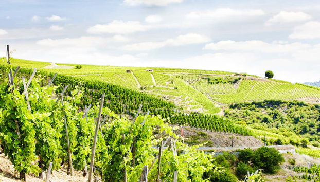 Tour de viñedos y bodegas por el valle del Ródano - Foto 2