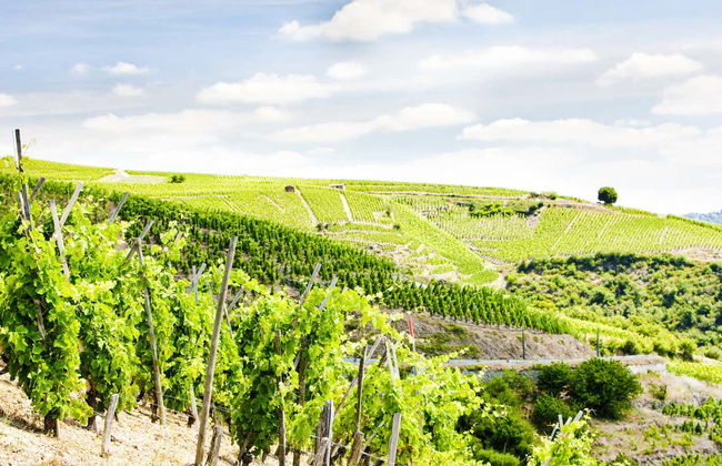 Rhone Valley Wine Tour - Photo 1