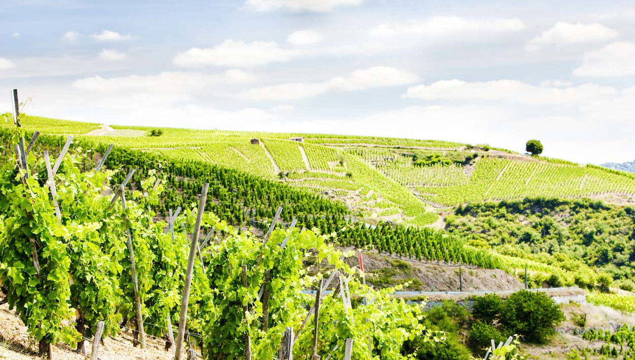 Les vignes du Côte-rôtie