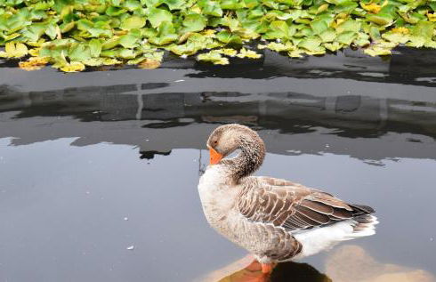 Vila Oceânica 1 - Foto 44