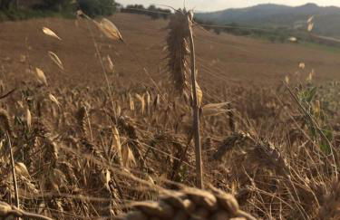 Azienda Agricola Perconti - Foto 65