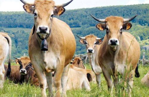 Lozère St Alban Aubrac Margeride gîte 4 étoiles 8 personnes au calme près nature - Foto 32