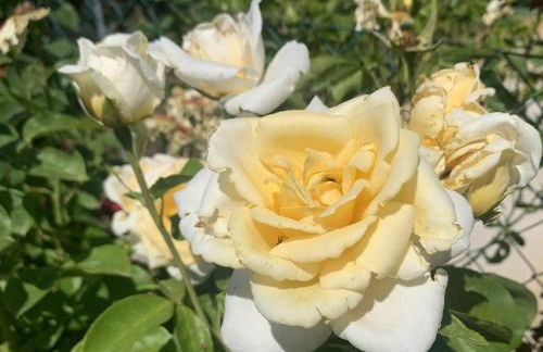 San Lorenzo - Foto 14