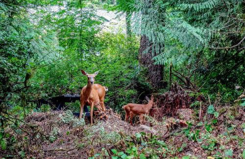 Alderbrook A-Frame - Foto 21