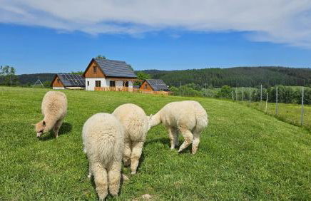 Pastelova Krova - domki w Bieszczadach - Foto 74
