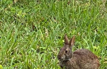 Spacious and relaxing Home - Longwood, Florida - Foto 9