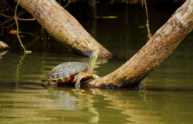 Excursão a Caño Negro - Foto 6