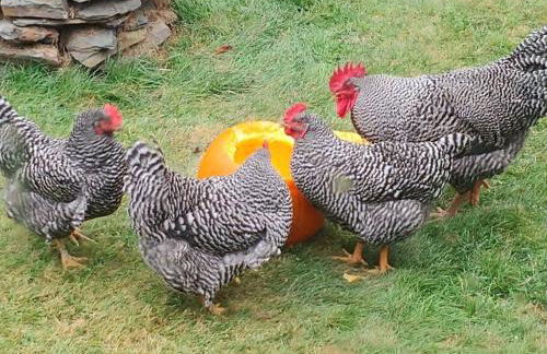 Spacious country retreat close to town and nature, Sylvana Farm VT - Foto 30