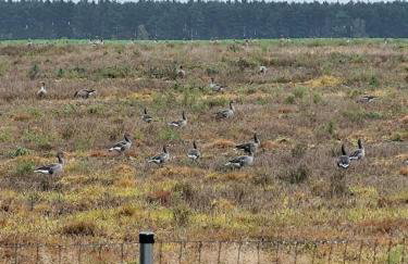 Modrzewiowy Zakątek z balią - Foto 45