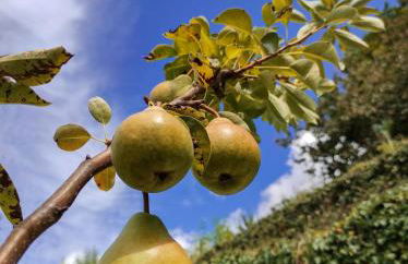 Pera da Serra - Turismo no Espaço Rural - Foto 9