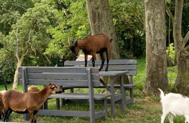 Ferienwohnung mit Kamin und traumhafter Dachterrasse mit Weitblick in die Natur - Foto 15
