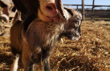Pensjonat Przy Stajni - Foto 12