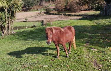 Casas das Japoneiras - Foto 56