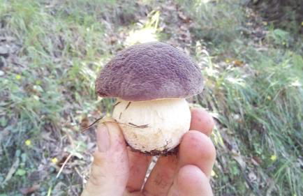 Ca Giulietto Antico Casale in Lunigiana - Foto 15