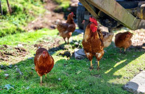 Danielenhof - Foto 29