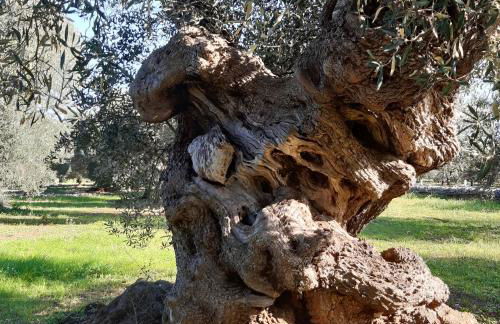 LA CASETTA in puglia - Foto 23