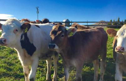 Alpenrose Appartements - Foto 32