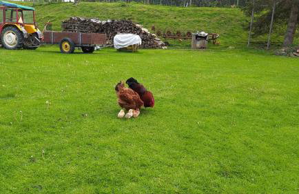 Agroturystyka Wilkowyja - Foto 32