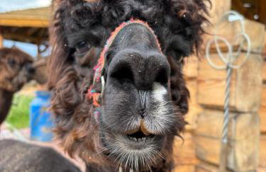 Farma Puchałowo - Foto 27