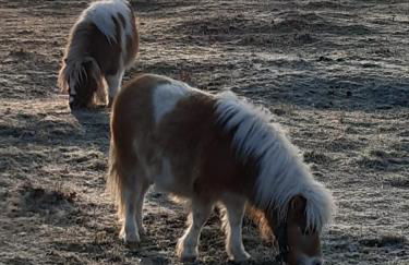 Gnaden- und Ferienhof Saale Wittgenstein in the middle of gar nix - Foto 41
