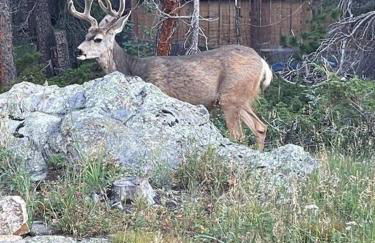 Cozy A-Frame Retreat - Hot Tub, Forest Views - Photo 9