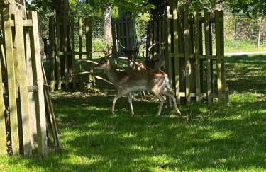 Escape by The River & Bushy Park - Foto 21