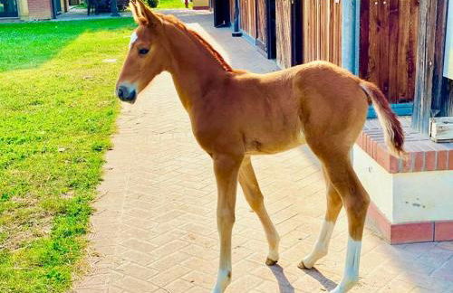 Agriturismo Il Boschetto - Foto 85