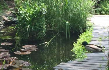 Feriendomizil Mikesh - Foto 21