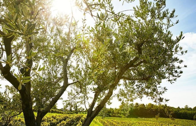 L'Uva e le stelle - Foto 32