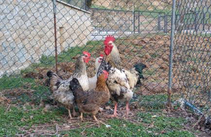 Mas Can Cels - Photo 22