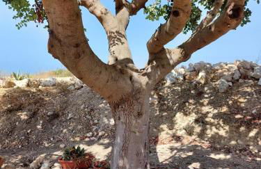 Casa Palombara - Healiday in Torre Salsa - Foto 66