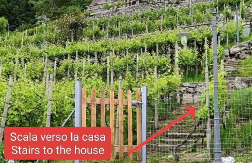 RUSTICO VIGNA casa vacanze - Foto 43