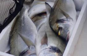 Holiday Home By The Sea--Bougainvillea - Foto 28