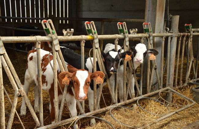 Farm Stay With Sauna, Teuven - Foto 39