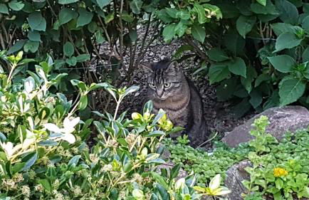 Ferienwohnung Brillant am Nationalpark Hunsrück-Hochwald - Foto 40
